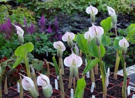 arisaema candidissima front view